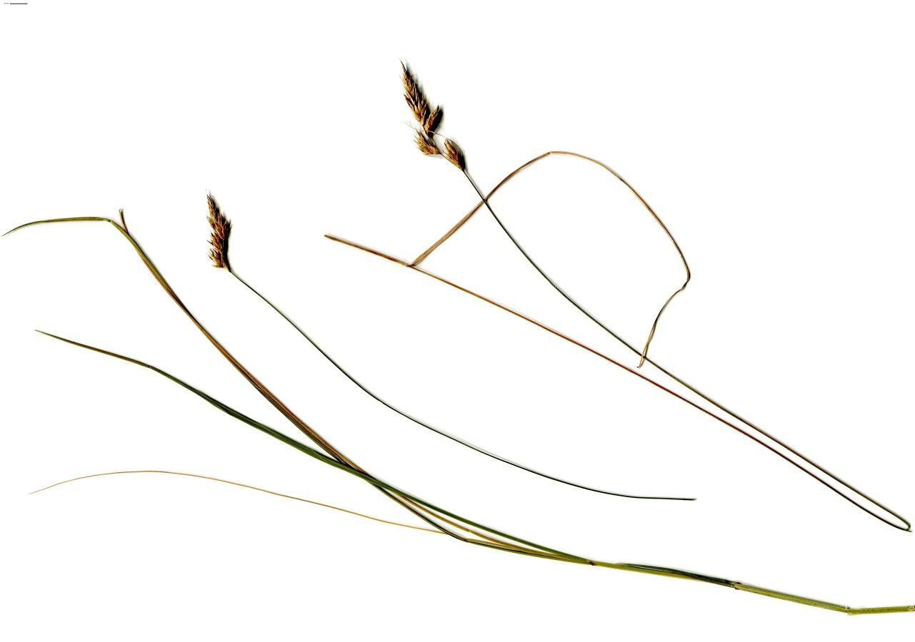Carex colchica (Cyperaceae)